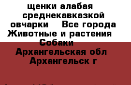 щенки алабая ( среднекавказкой овчарки) - Все города Животные и растения » Собаки   . Архангельская обл.,Архангельск г.